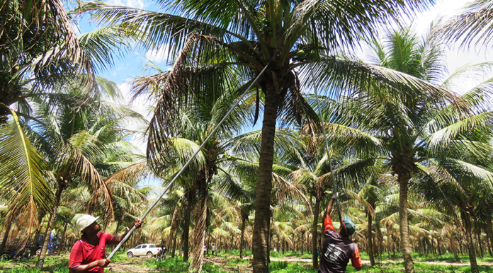 Trabalhadores recolhem o coco-da-baía - Foto: Camila Farias/Agência IBGE Notícias