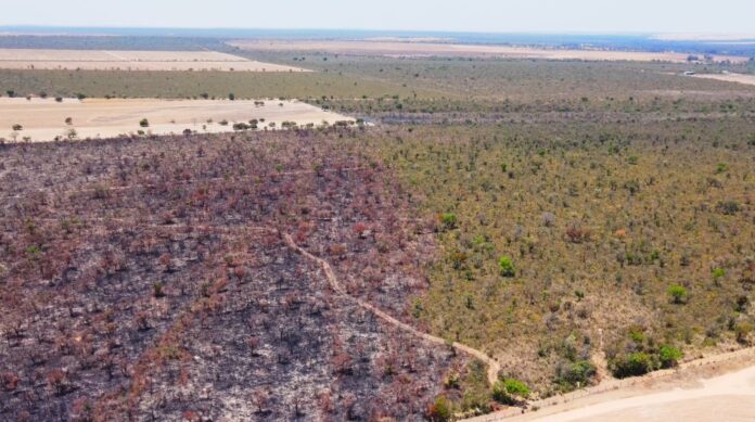 Alta frequência de queimadas podem alterar a fitofisionomia do bioma; matopiba, Cerrado