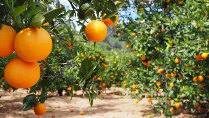 preços laranja cepea