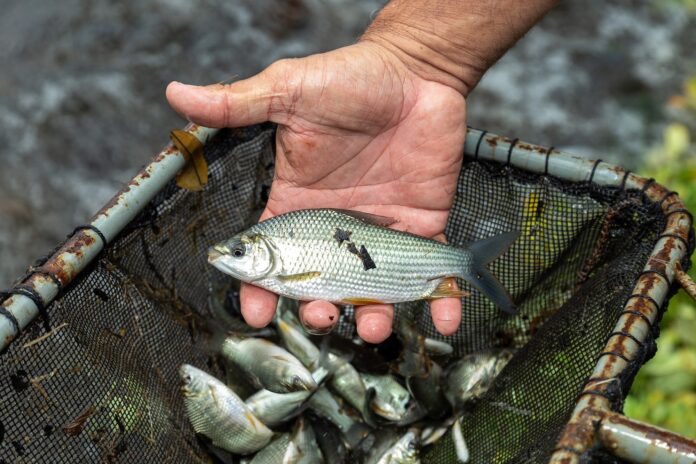 peixes, rio Paraná