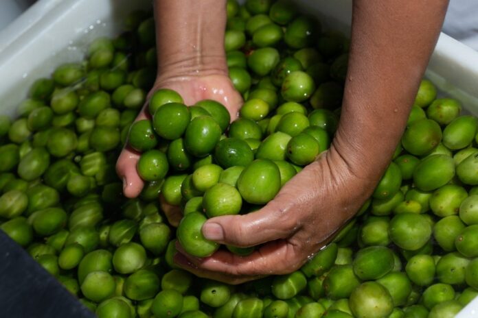 umbu, cooperativa, fruta baiana