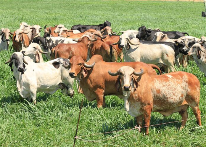 ferramenta genômica raças bovinos bois