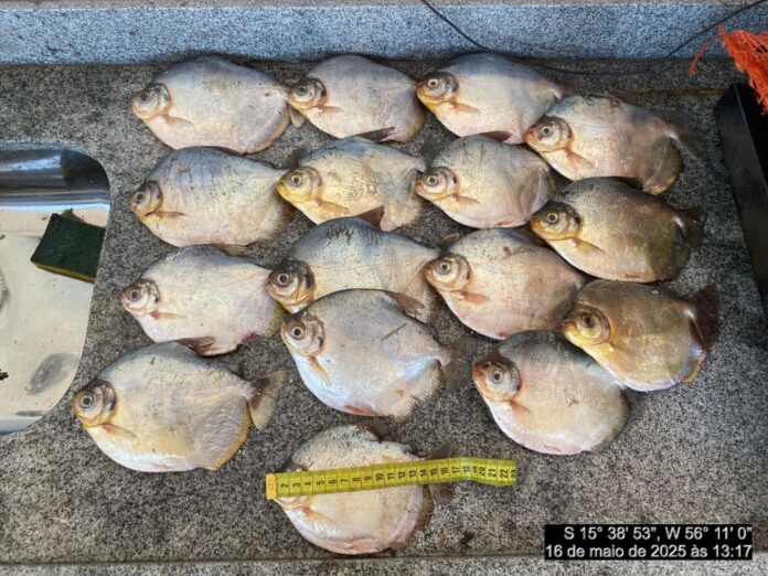 Batalhão Ambiental apreende 20 quilos de pescado irregular e aplica multa de R$ 12 mil - 
