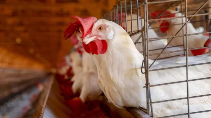 Goiás tem primeiro caso de gripe aviária confirmado