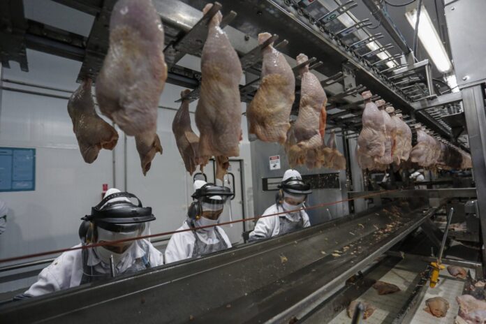 paraná-abate-frango