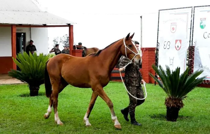 cavalo exército